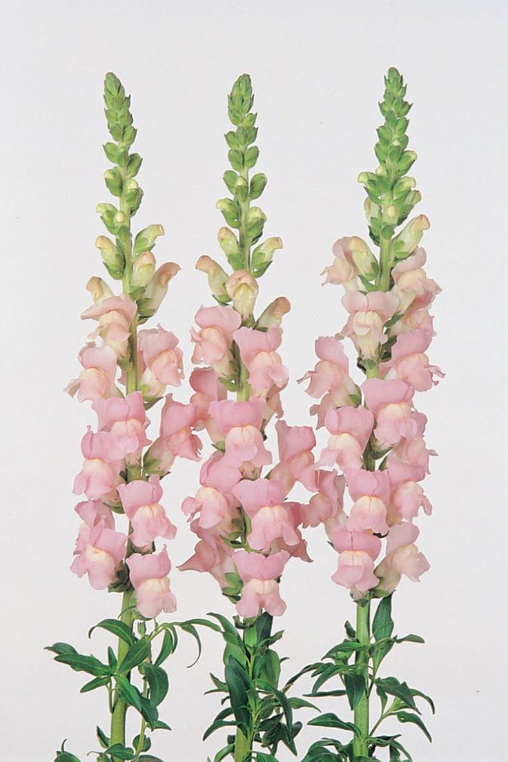 Twilight Whispers: An Elegant Evening Bouquet